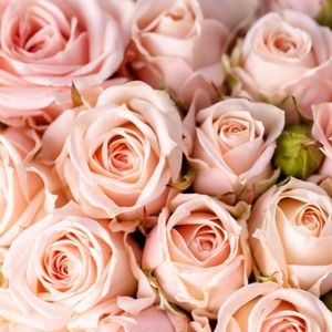 Meet your Posher, Jacquelyn